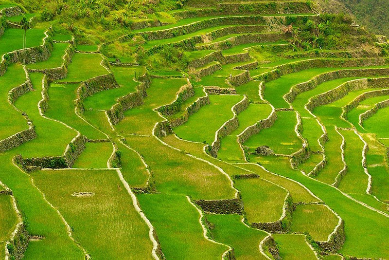 Vẻ đẹp yên bình, thanh tĩnh của những thửa ruộng bậc thang tại Cordillera